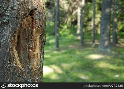 Pine resin on pine. Horisontal image
