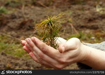 Pine seedling in women&rsquo;s hands