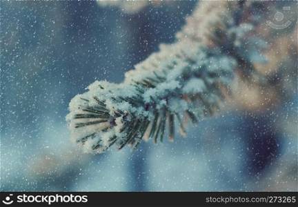 Pine snow branch, winter landscape with the pine forest and sunset, Shallow depth-of-field
