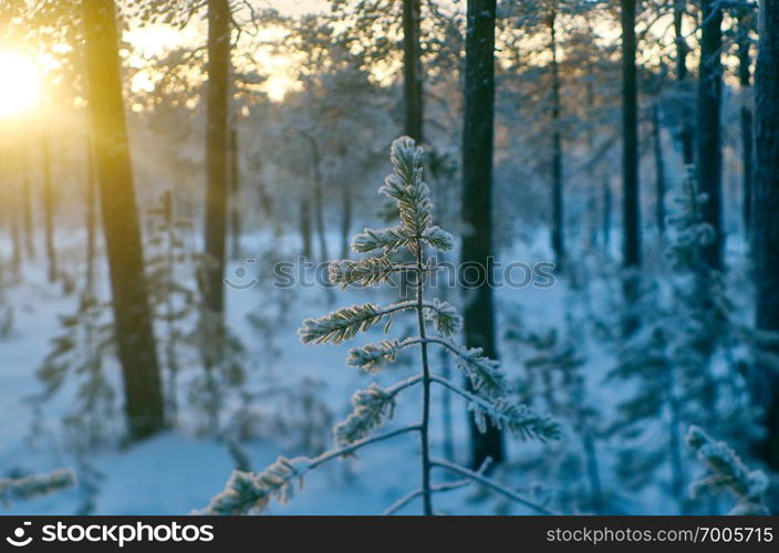 Pine snow branch, winter landscape with the pine forest and sunset, Shallow depth-of-field