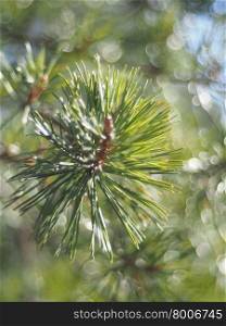 pine sprigs