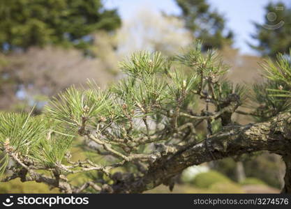 Pine tree