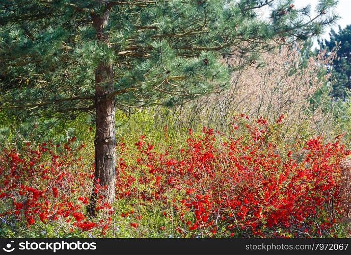 Pine tree and blossoming Japanese Quince bush with red flowers in spring park.