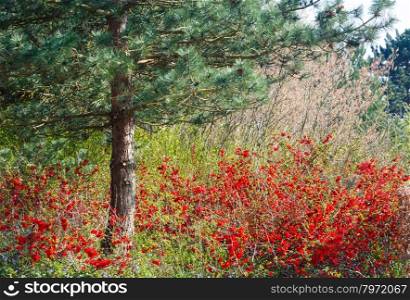 Pine tree and blossoming Japanese Quince bush with red flowers in spring park.