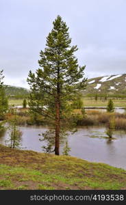 pine tree and lake in Yellowstone National Park, Montana.