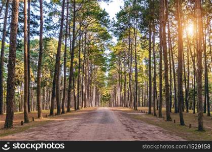 Pine tree and road in forest.