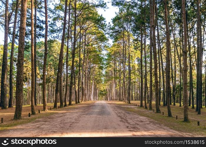 Pine tree and road in forest.