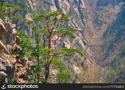 Pine tree and rock cliff at Towangpok Observatory viewpoint, Seoraksan National Park, South Korea. Pine tree and rock cliff , Seoraksan National Park, South Korea