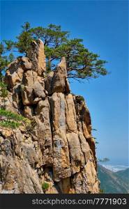 Pine tree and rock cliff at Towangpok Observatory viewpoint, Seoraksan National Park, South Korea. Pine tree and rock cliff , Seoraksan National Park, South Korea