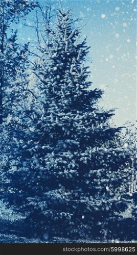 Pine tree and snow fall, abstract seasonal backgrounds