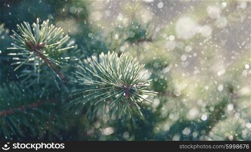 Pine tree and snow fall, abstract seasonal backgrounds
