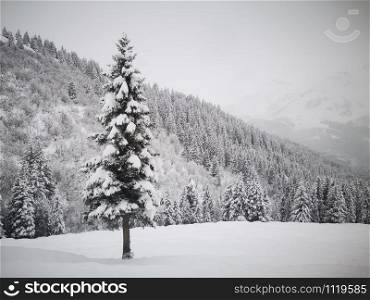 Pine tree and snowy covered, Christmas tree