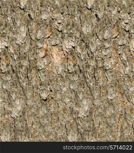 Pine tree bark seamless texture.