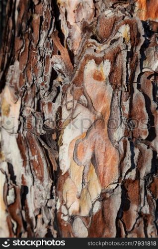 Pine tree bark texture, close-up