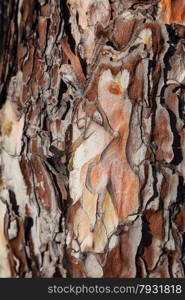 Pine tree bark texture, close-up