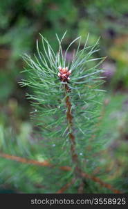 Pine tree branch and drops in autumn day