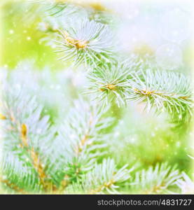 Pine tree branch background, evergreen tree needle covered with hoarfrost, selective focus, cold weather, wintertime concept