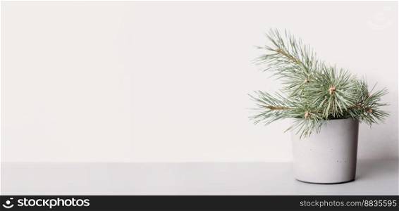 Pine tree branch in concrete flowerpot on grey backgound. copy space, banner. empty scene for natural product presentation. Pine tree branch in concrete flowerpot on grey backgound. copy space, banner. empty scene for natural product presentation.