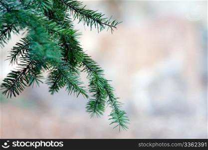 Pine tree branch on blurred background