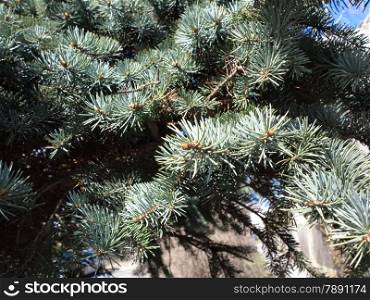 Pine tree branches as green background