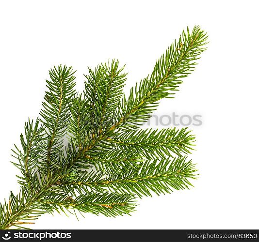 Pine tree branches isolated on white background