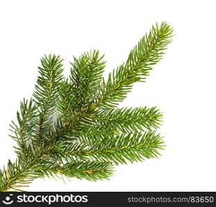 Pine tree branches isolated on white background