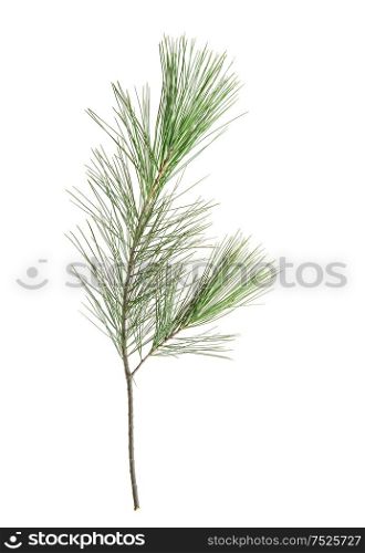 Pine tree branches isolated on white background. Nature objact