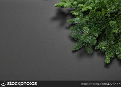 Pine tree branches on dark background. Christmas New Year holidays