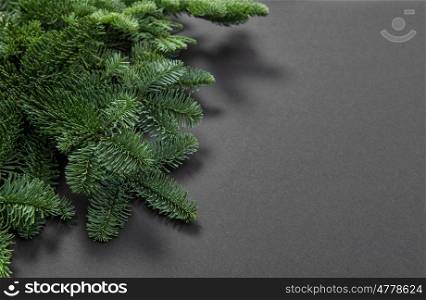 Pine tree branches on dark background. Christmas winter holidays