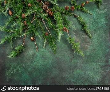 Pine tree branches on dark concrete texture. Holidays background