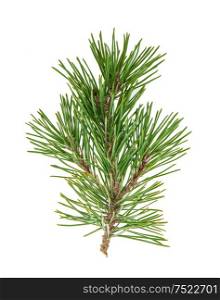 Pine tree branches with cones isolated on white background