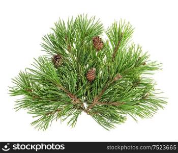 Pine tree branches with cones isolated on white background