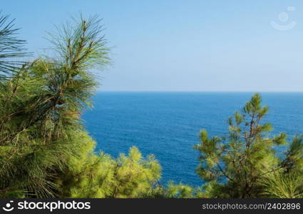 Pine tree branches with turquoise sea background, mediterranean nature