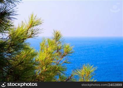 Pine tree branches with turquoise sea background, mediterranean nature