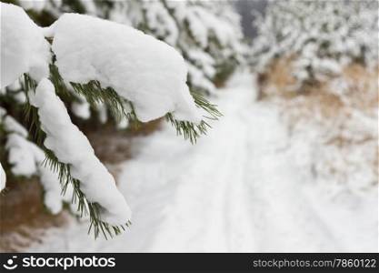 Pine tree covered snow in the forest