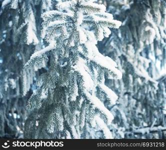 Pine tree covered with snow. Christmas, winter background