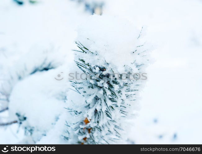 Pine tree covered with snow, winter, Christmas background