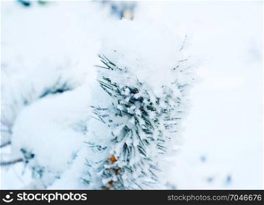 Pine tree covered with snow, winter, Christmas background