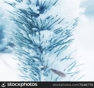 Pine tree covered with snow. Winter, Christmas background