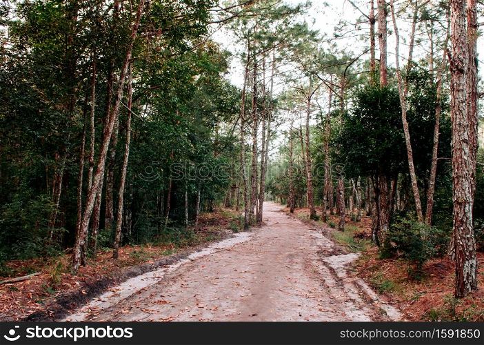 Pine tree forest and empty nature trail road in morning at Phu Kradueng National park, Loei - Thailand