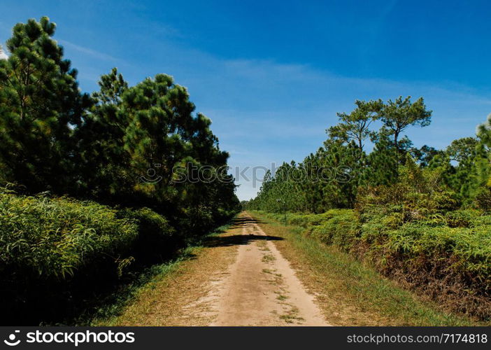 Pine tree forest and empty nature trail road in morning at Phu Kradueng National park, Loei - Thailand