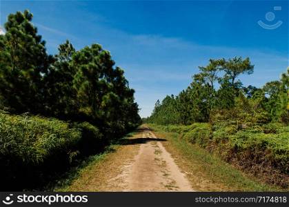 Pine tree forest and empty nature trail road in morning at Phu Kradueng National park, Loei - Thailand