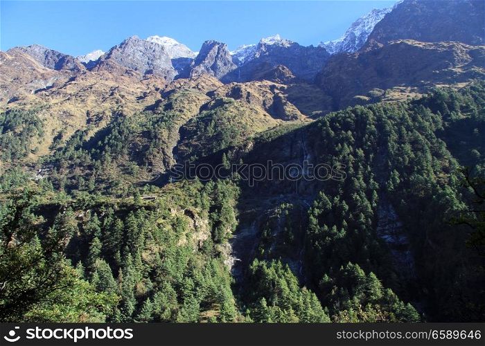 Pine tree forest and mountain in Nepal