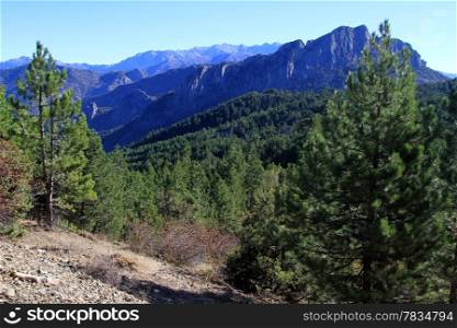 Pine tree forest and mountain in Turkey