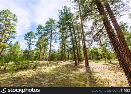 Pine tree forest in Grand Canyon Arizona USA
