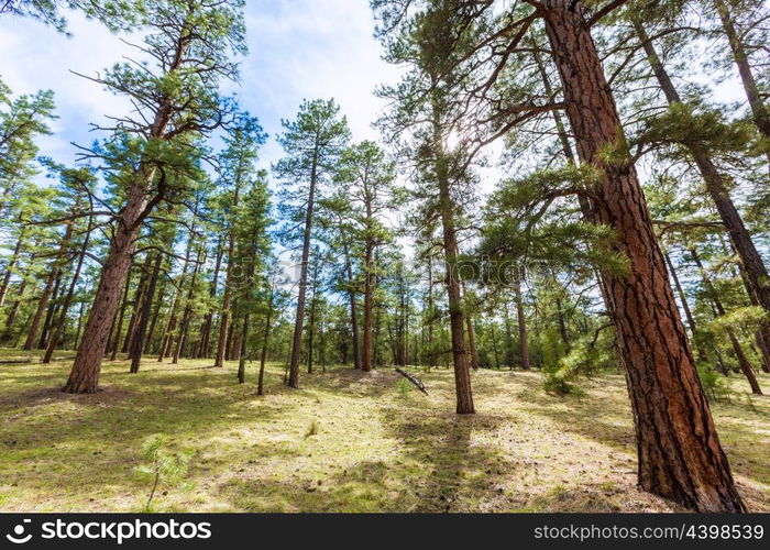 Pine tree forest in Grand Canyon Arizona USA