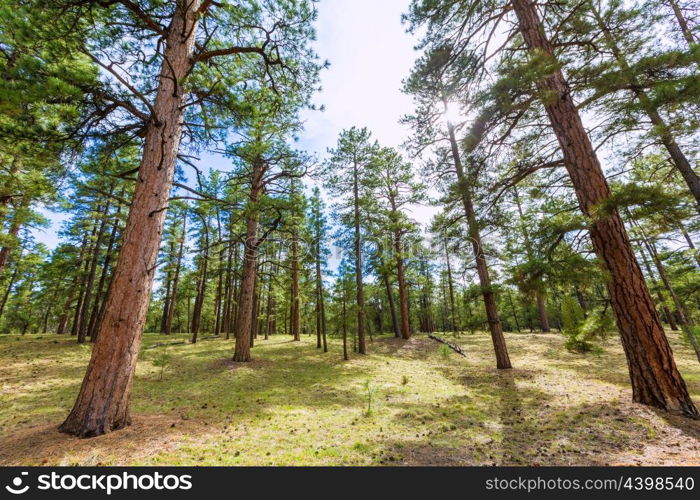 Pine tree forest in Grand Canyon Arizona USA