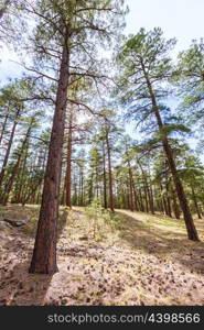 Pine tree forest in Grand Canyon Arizona USA