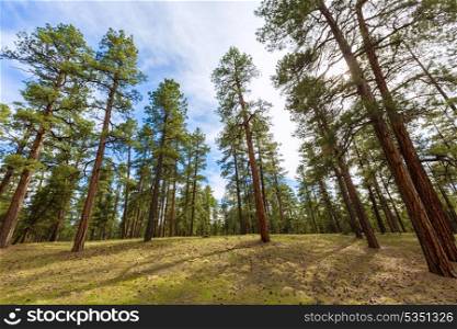 Pine tree forest in Grand Canyon Arizona USA