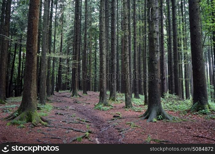 Pine tree forest in Switzerland